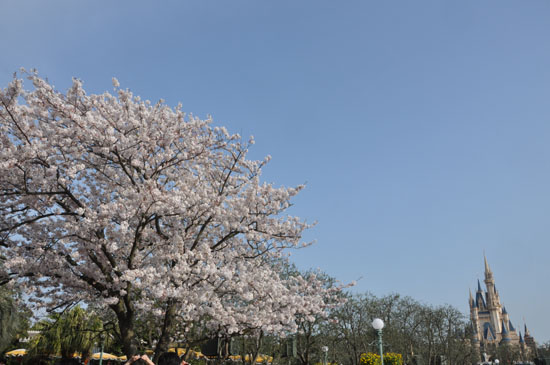 桜とシンデレラ城写真_e0171573_133459.jpg