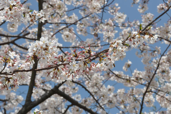 桜とシンデレラ城写真_e0171573_1344370.jpg