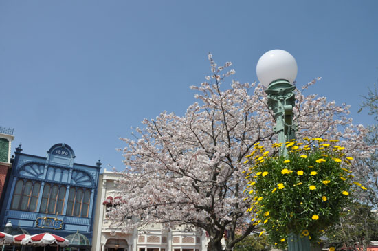 桜とシンデレラ城写真_e0171573_134564.jpg