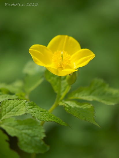 赤塚植物園の花2）_b0078874_17483813.jpg