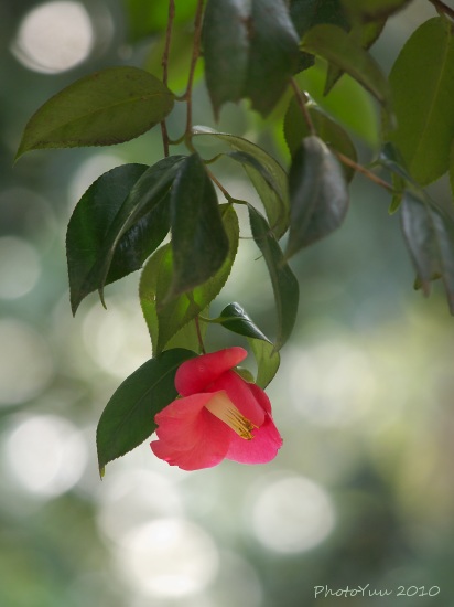 赤塚植物園の花2）_b0078874_17492417.jpg