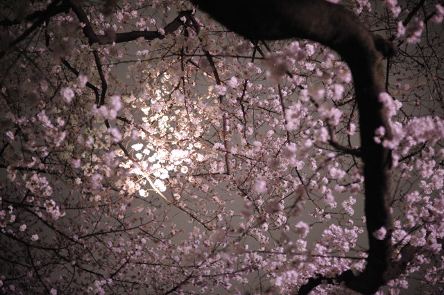 夜桜サプライズ_b0102780_1682952.jpg