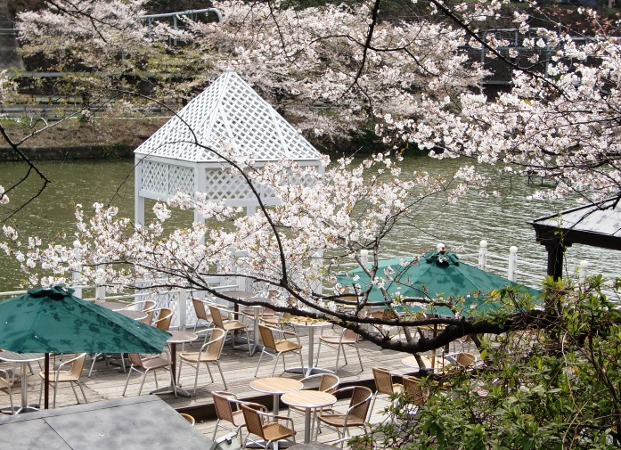 カナルカフェ　桜　２０１０_b0138581_1515651.jpg