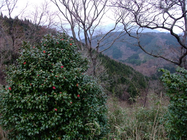 箱根　湯坂路　（鷹巣山・浅間山）その③_a0043982_21455343.jpg