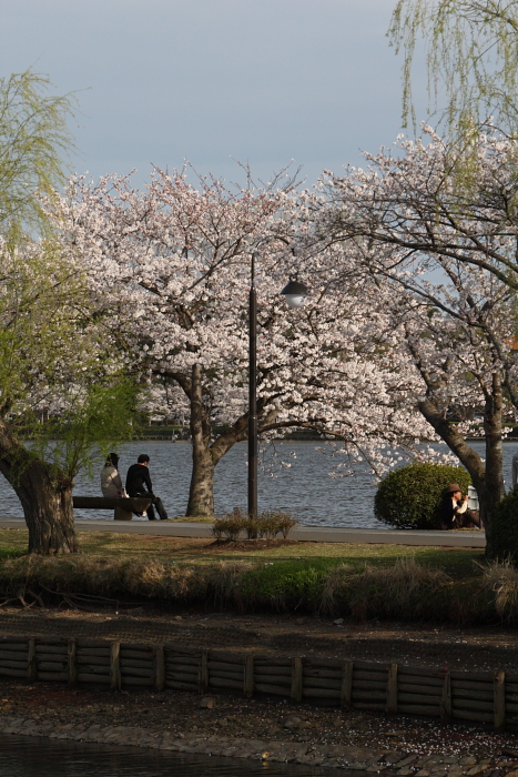 千波湖周りの桜　　水戸市_e0143883_1841573.jpg