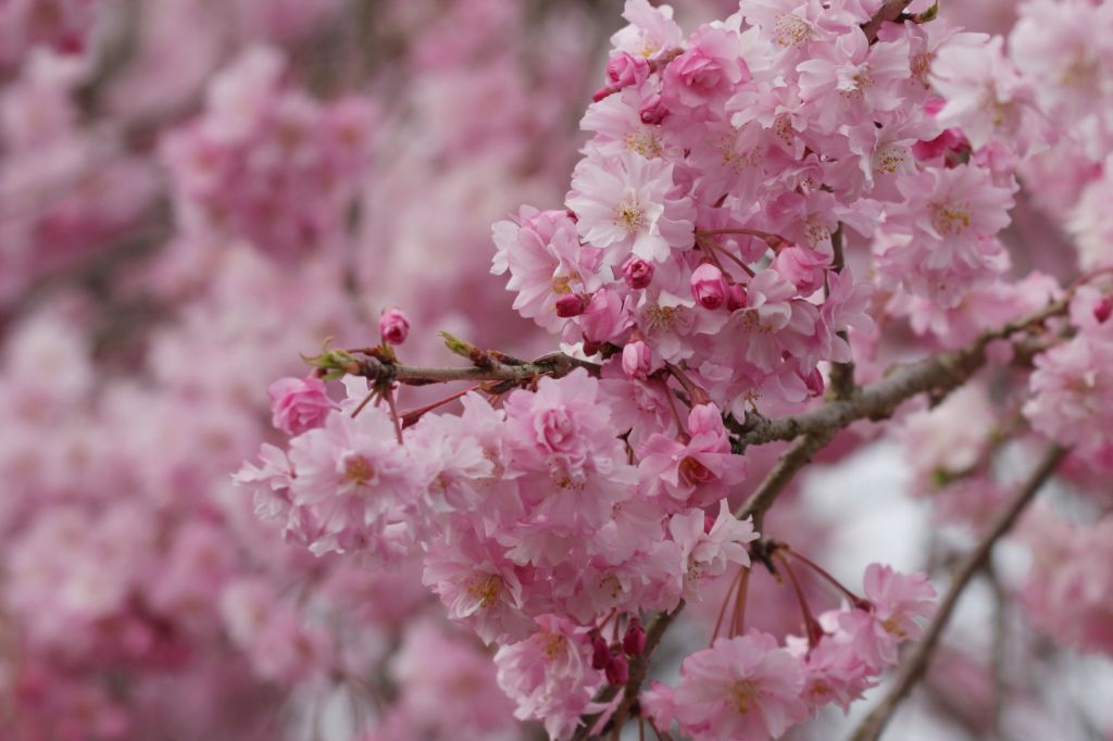 醍醐桜_a0153184_19204681.jpg