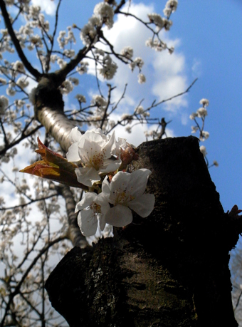 sakura***cerisier_b0121884_8143723.jpg