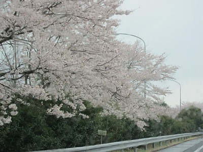 桜前線_d0133485_1772396.jpg