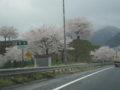 桜前線_d0133485_1773011.jpg