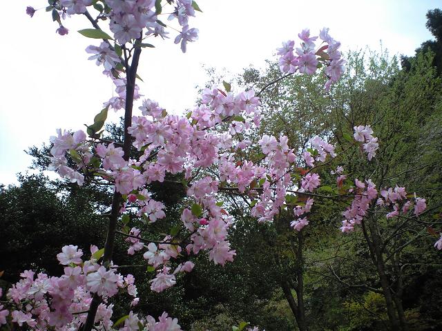 弘川寺に咲く桜の花 2010.4.11_c0046587_22171848.jpg