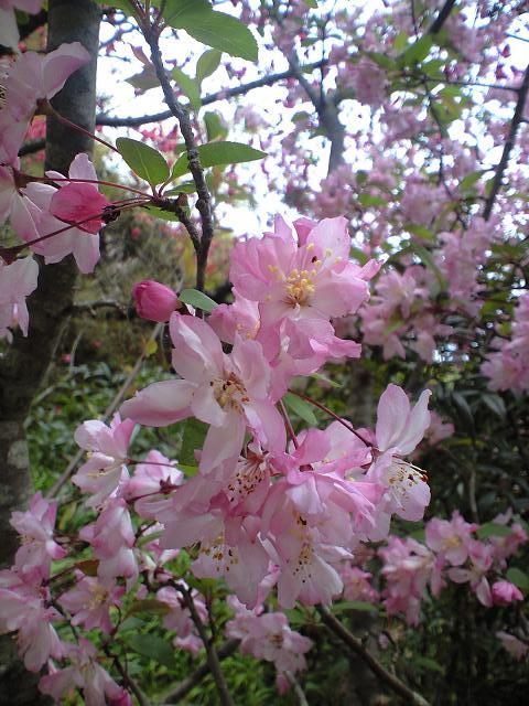 弘川寺に咲く桜の花 2010.4.11_c0046587_22174196.jpg