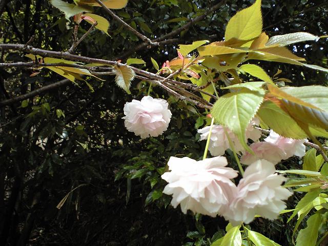 弘川寺に咲く桜の花 2010.4.11_c0046587_22175557.jpg