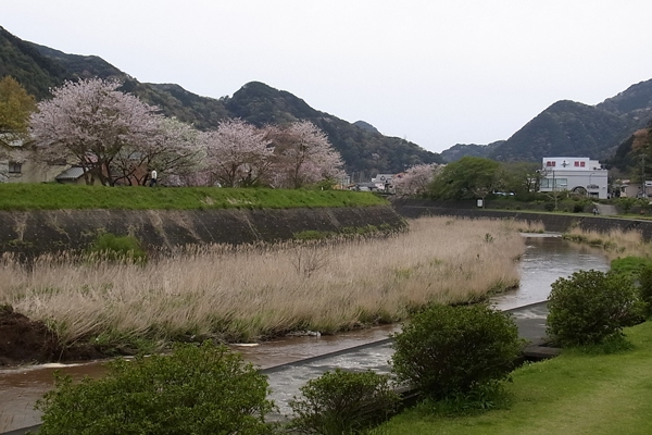 お花見ドライブ_f0068687_085247.jpg