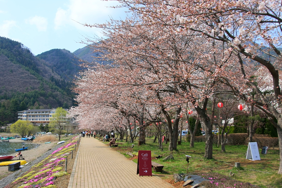 河口湖の桜がついに咲きました_e0069488_2021652.jpg