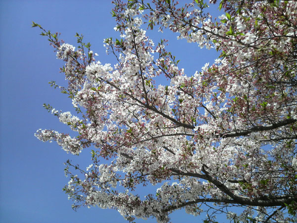 a0040593_89449.jpg