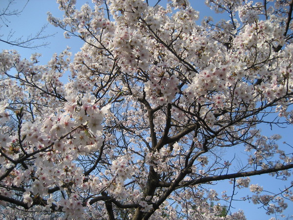 昼の桜も_a0068693_23323470.jpg
