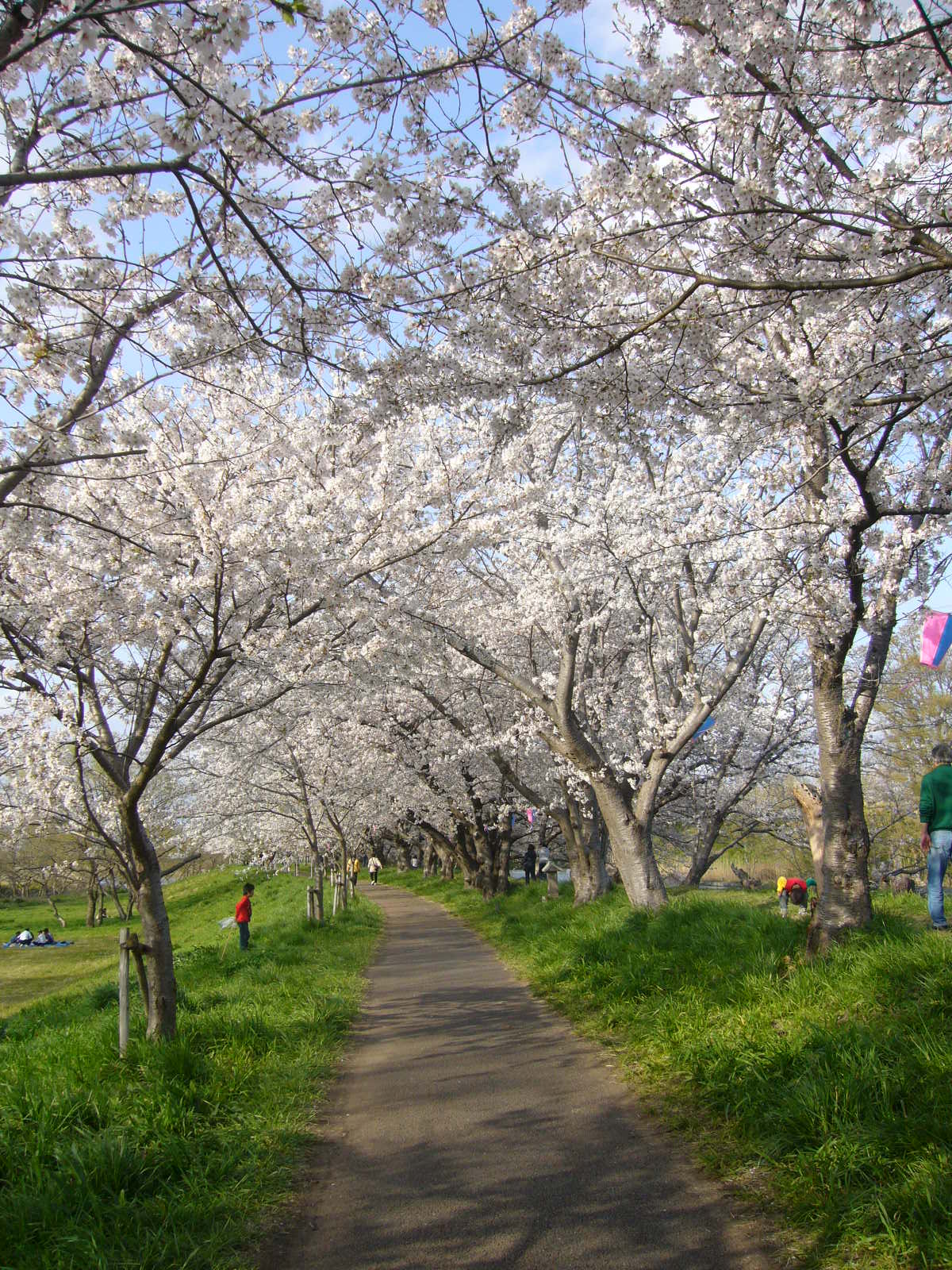 花見③♪_d0091994_21111945.jpg
