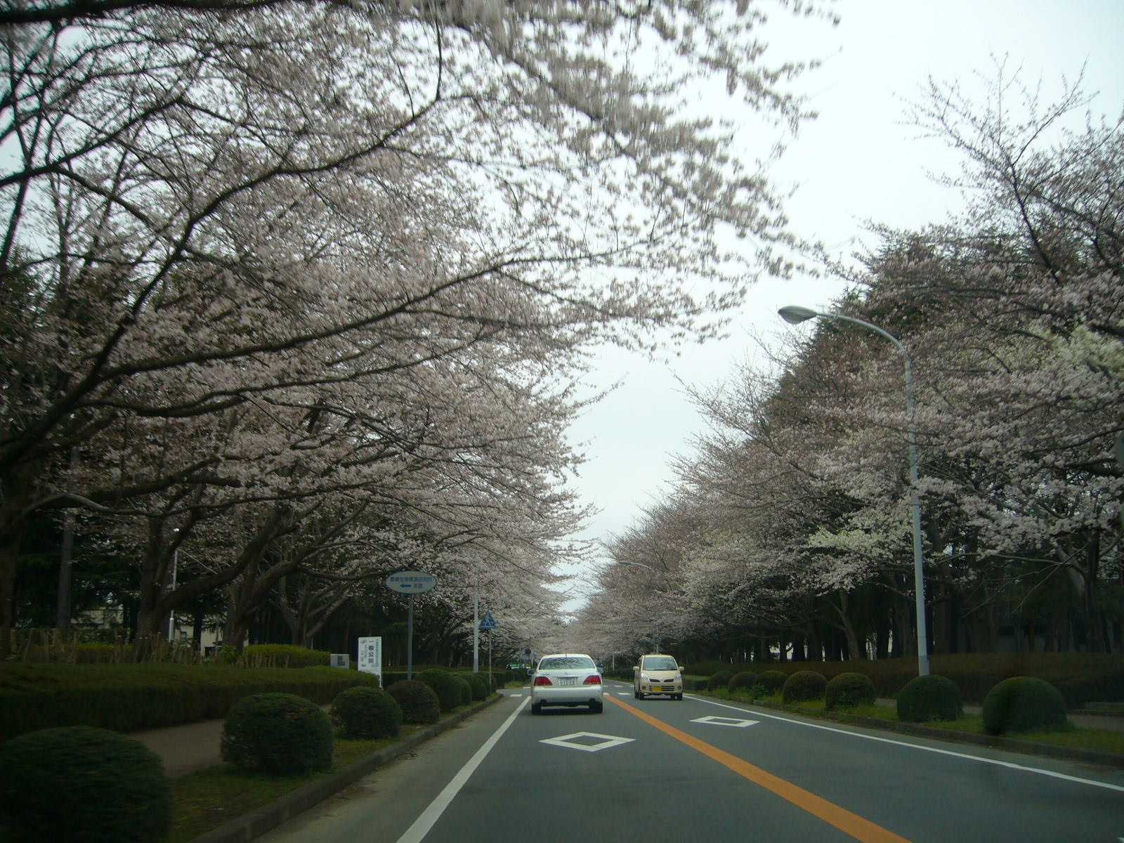 花見③♪_d0091994_2185881.jpg
