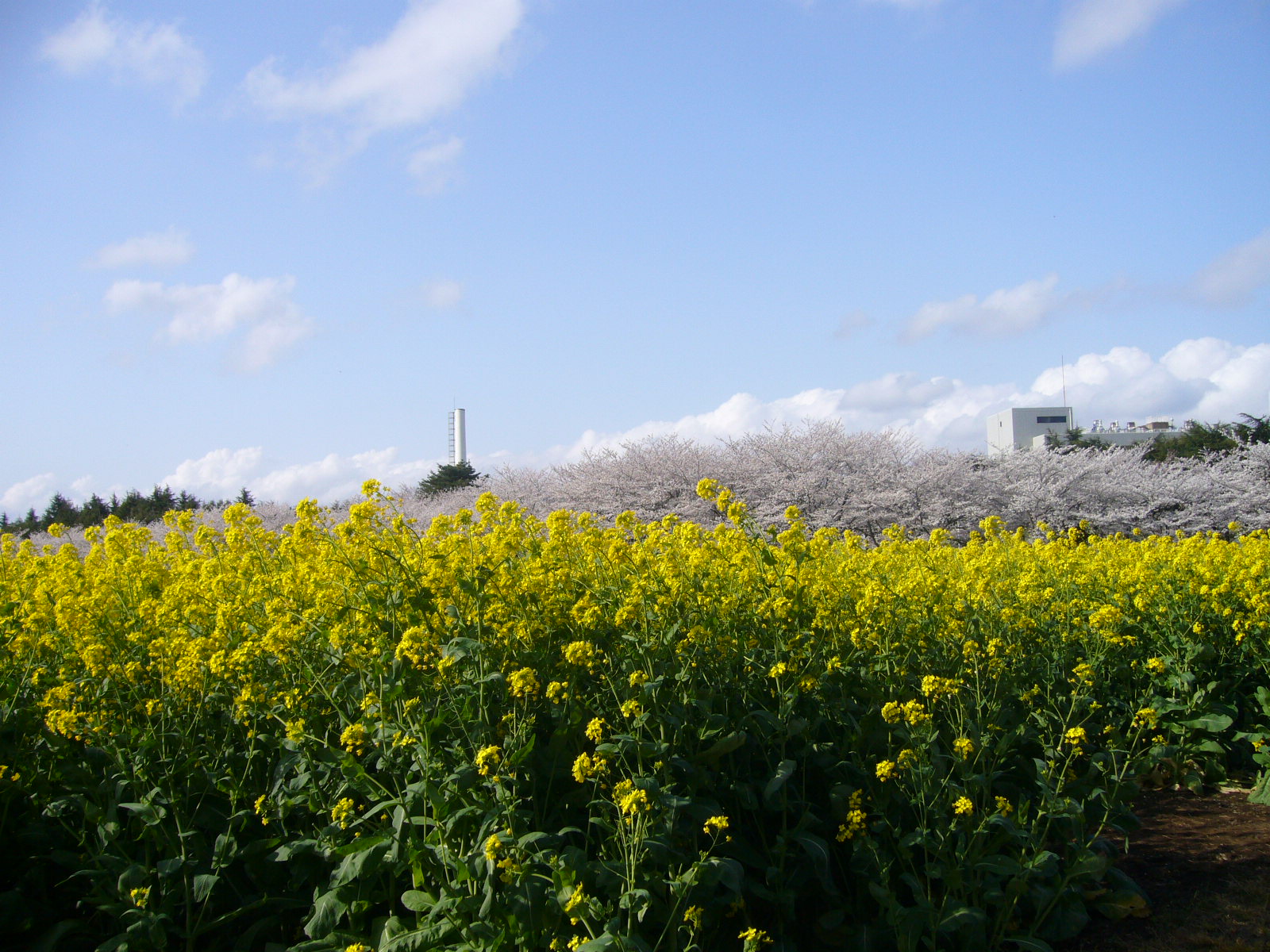 花見③♪_d0091994_2193415.jpg