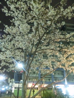 雨で桜もおしまいか_e0120294_8464232.jpg