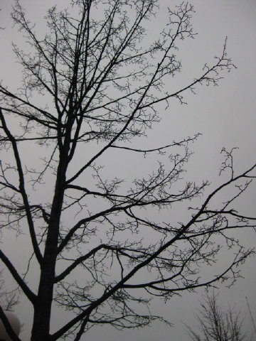 c0180096_4562482.jpg