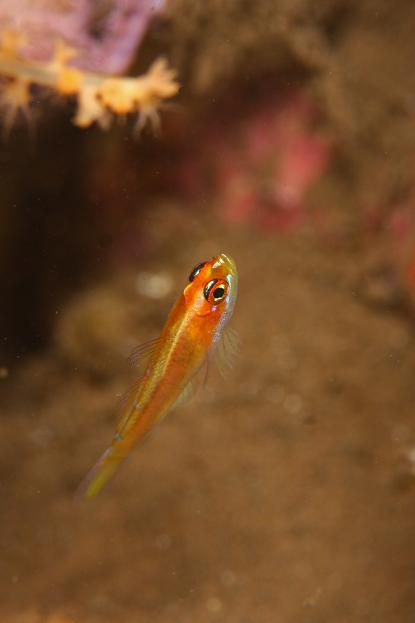 sharp-eye pygmy-goby_a0089097_8383531.jpg