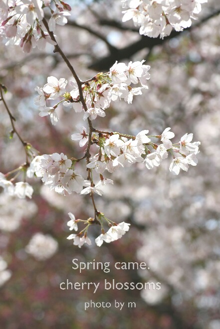 桜_c0106499_22503134.jpg