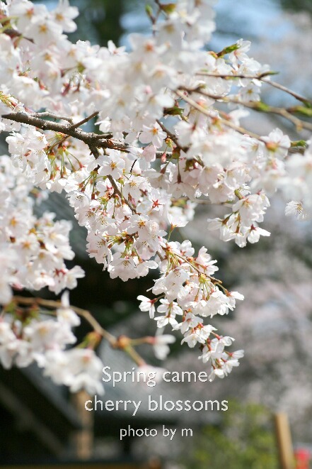 桜_c0106499_2250431.jpg