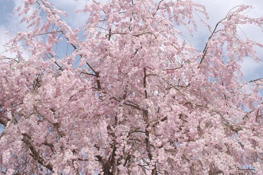 桜の日々_f0110699_22164222.jpg