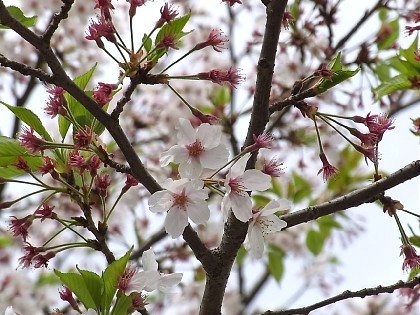 2010年4月13日（火） ； 曇り～晴れ_d0051601_2211262.jpg