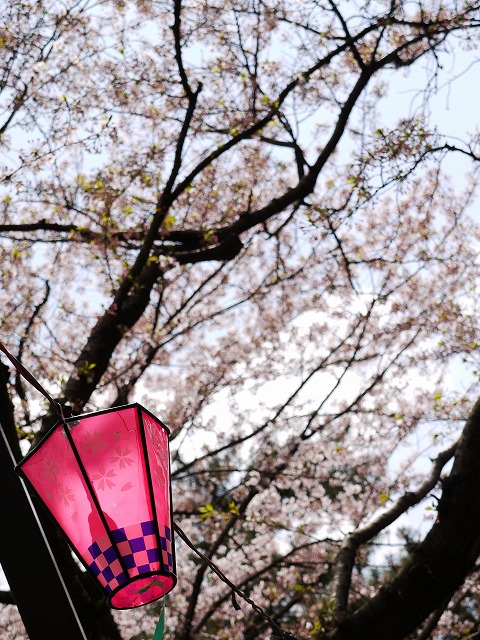 お花見散歩♪_c0198903_21173789.jpg