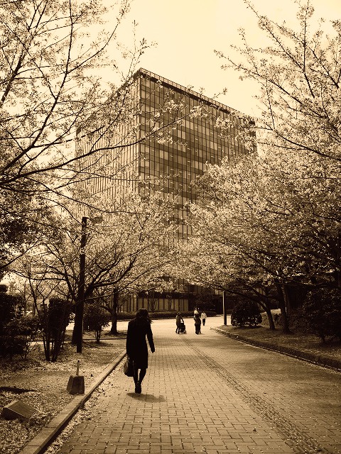 お花見散歩♪_c0198903_21245424.jpg