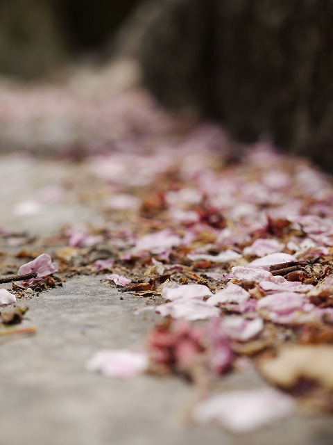 お花見散歩♪_c0198903_21254444.jpg