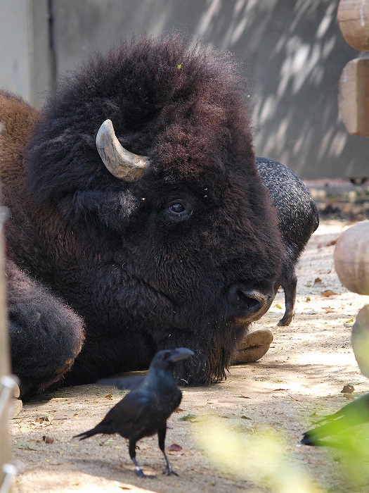 アメリカバイソンのグンマとカラスとペッカリー。_a0164204_23273148.jpg