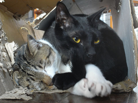 志村 後ろ りきの毎日