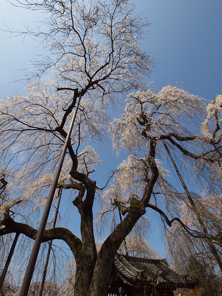 清雲寺しだれ桜_f0180607_2425396.jpg