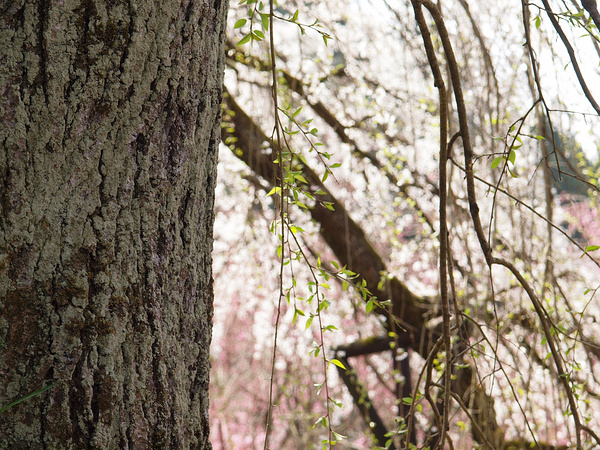 清雲寺しだれ桜_f0180607_2434066.jpg