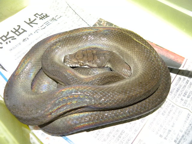 バー パイソン タニン
