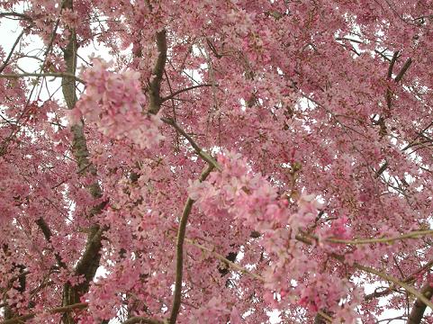 近所でお花見♪_d0036611_2135326.jpg