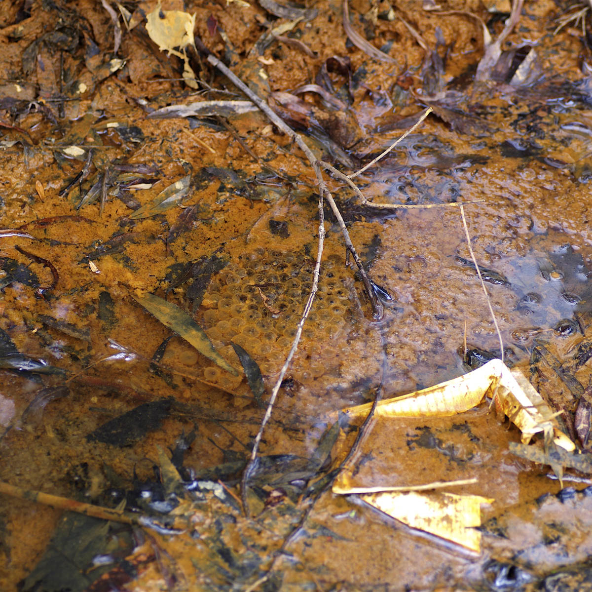 e0142611_23425399.jpg