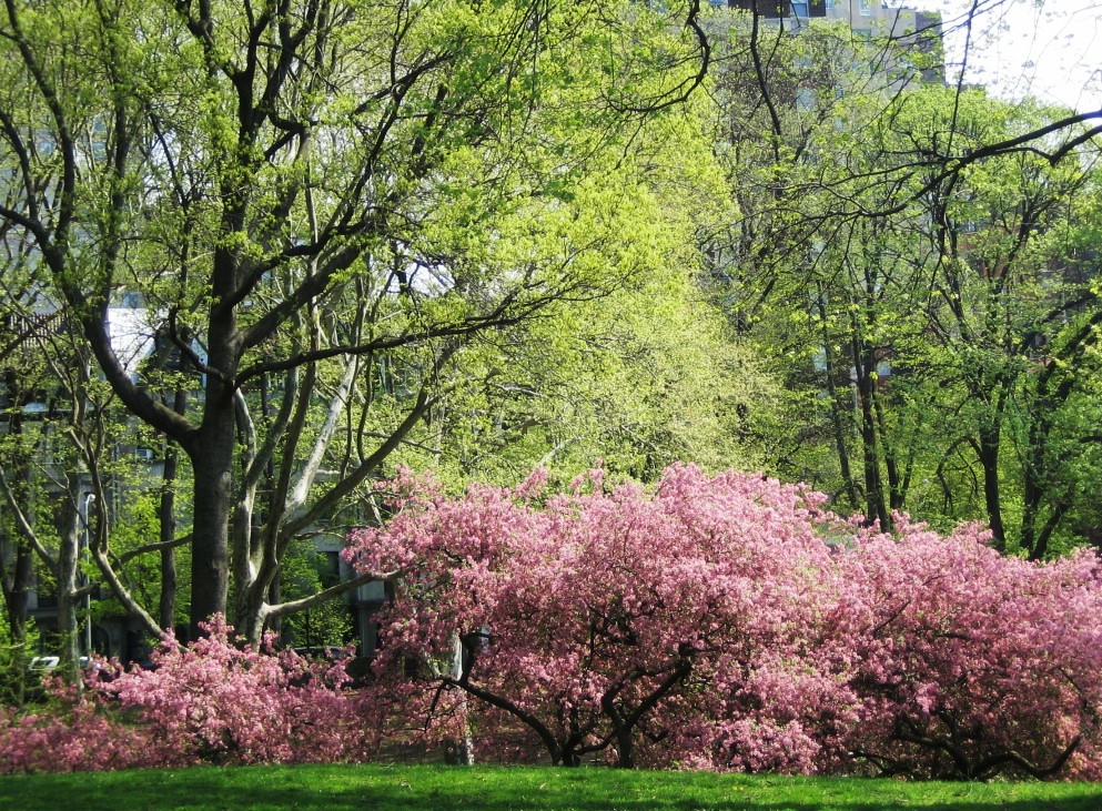 花真っ盛りのRiverside Park_e0196912_7504099.jpg