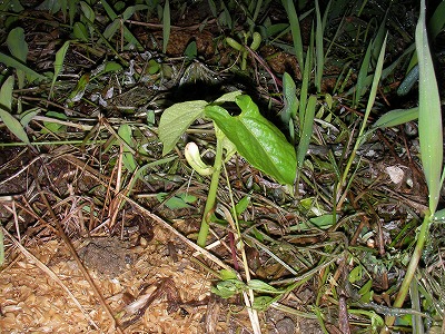 b0181417_22324791.jpg