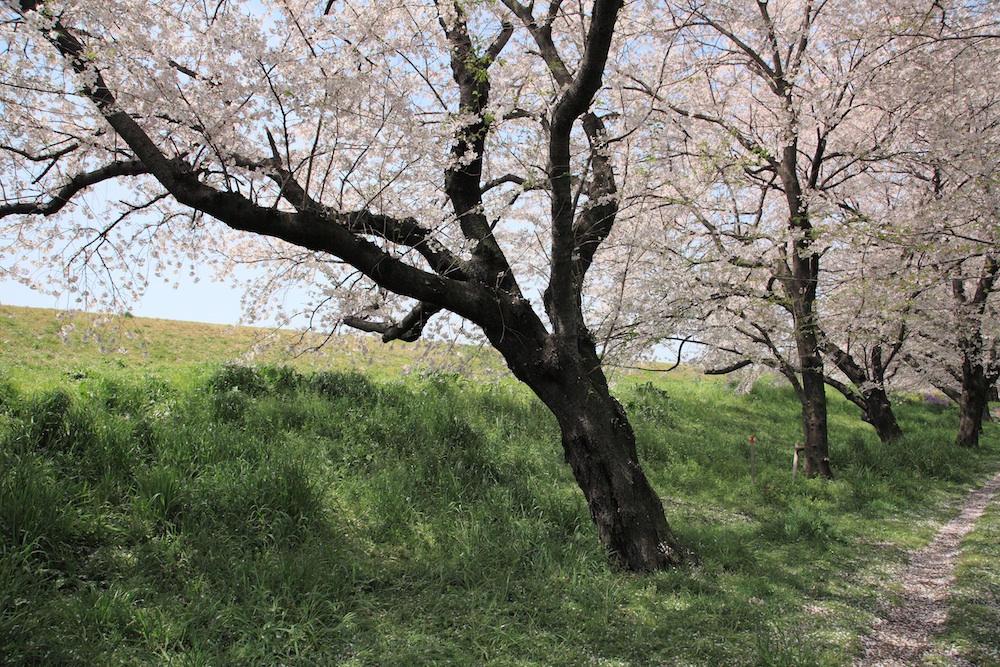 熊谷桜堤_c0100217_2125841.jpg