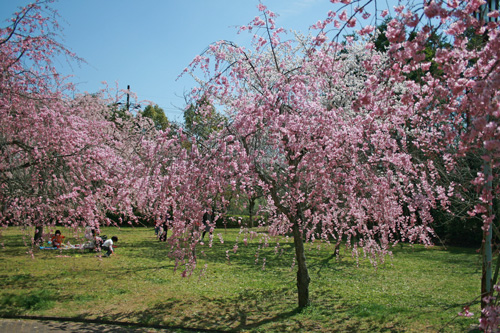 2010日本春旅行_c0005318_12595198.jpg