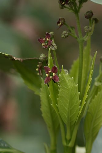 栗山観察会　　4月　　栗山の樹の花色々_a0040021_19393418.jpg