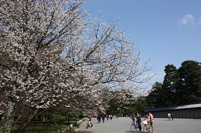 近場のお花見へ♪_f0054428_0224186.jpg