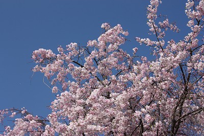 近場のお花見へ♪_f0054428_0344959.jpg