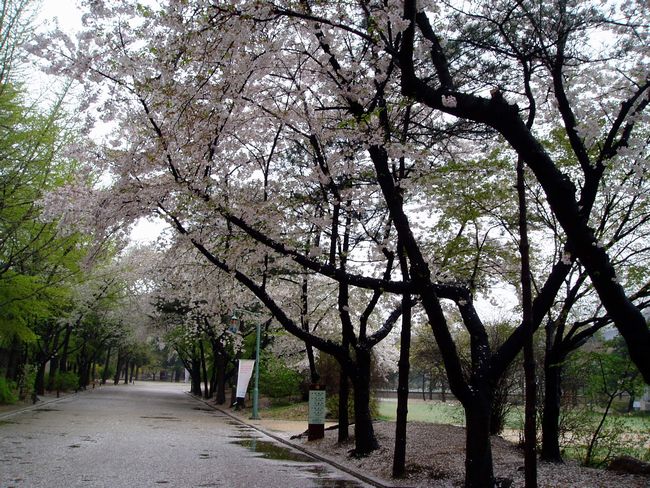 2003年4月のソウル_d0148729_21593245.jpg