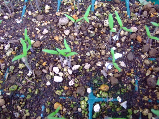 野菜の苗......少しずつ成長中!_b0137932_1931836.jpg