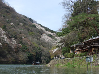 京都　桜　２０１０_c0193833_11382982.jpg